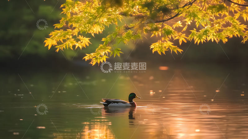高清大图下载【趣麦麦图】秋日河塘的水鸭4