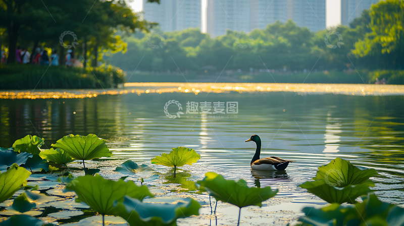 高清大图下载【趣麦麦图】秋日河塘的水鸭5