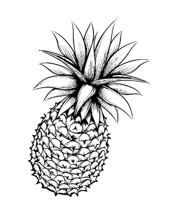 菠萝素描线稿插画凤梨水果版画