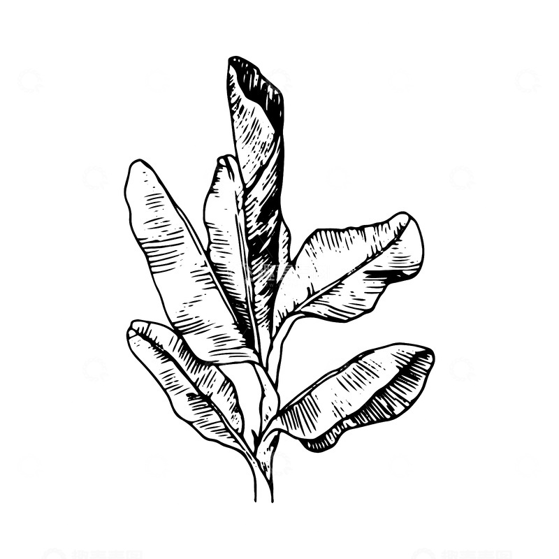 源文件下载【趣麦麦图】棕榈叶素描线稿插画芭蕉叶树叶叶子版画