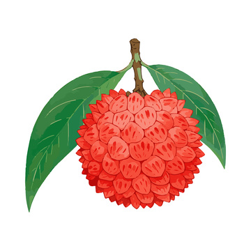 荔枝彩绘插画水果果实线稿版画