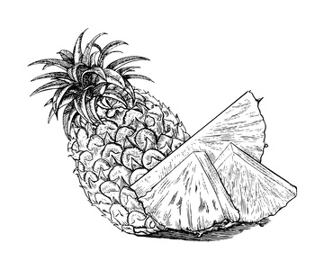 菠萝素描线稿插画水果凤梨木刻画