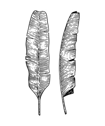芭蕉叶素描线稿插画棕榈叶树叶版画木刻画