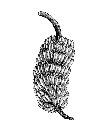 香蕉素描线稿插画水果版画木刻画