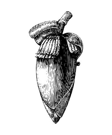 芭蕉花版画木刻画钢笔画素描线稿插画