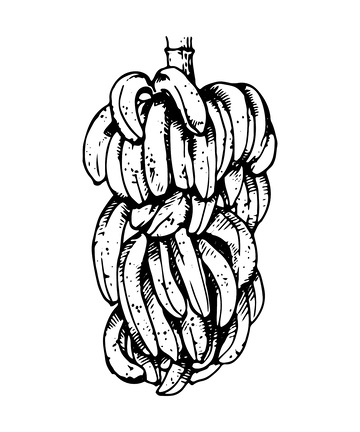 香蕉芭蕉素描线稿插画水果版画木刻画
