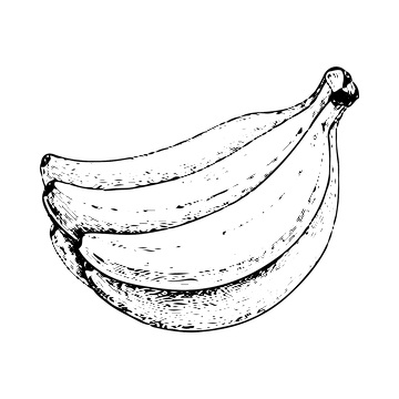 香蕉芭蕉水果素描线稿插画版画木刻画