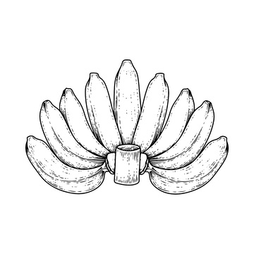 香蕉水果素描线稿插画芭蕉版画木刻画