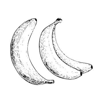 香蕉素描线稿插画芭蕉水果版画木刻画