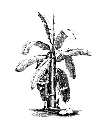 棕榈树素描线稿插画芭蕉树热带植物树木