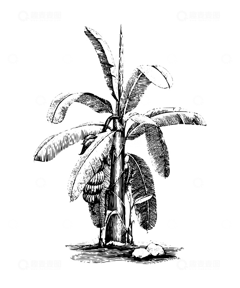 源文件下载【趣麦麦图】-棕榈树素描线稿插画芭蕉树热带植物树木