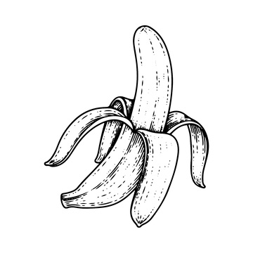 香蕉版画木刻画钢笔画芭蕉水果素描线稿插画