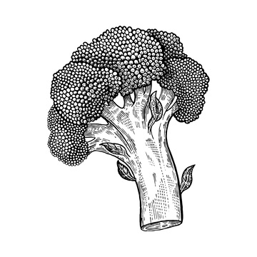 西兰花素描线稿插画花椰菜蔬菜版画
