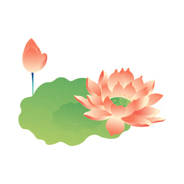 荷花莲花荷叶莲叶花苞花朵植物