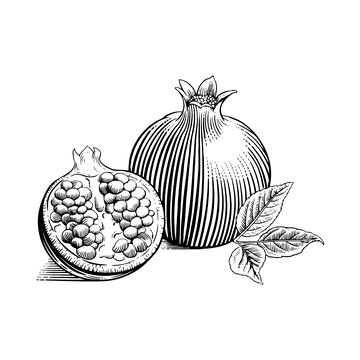 石榴素描线稿插画水果果实版画木刻画
