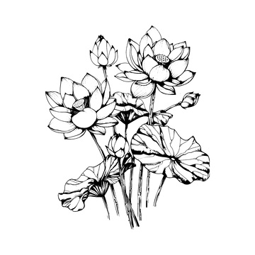 荷花素描线稿插画荷叶花苞花朵版画木刻画