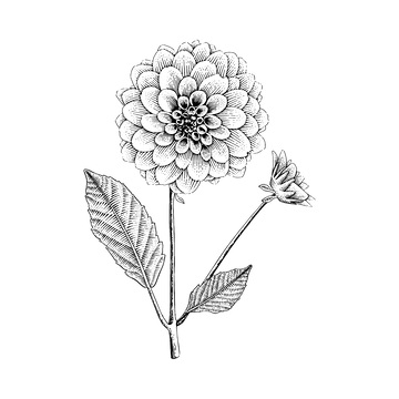 大丽花素描线稿插画花朵花苞版画木刻画