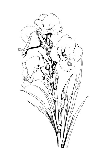 花朵花卉素描线稿插画植物绿叶钢笔画