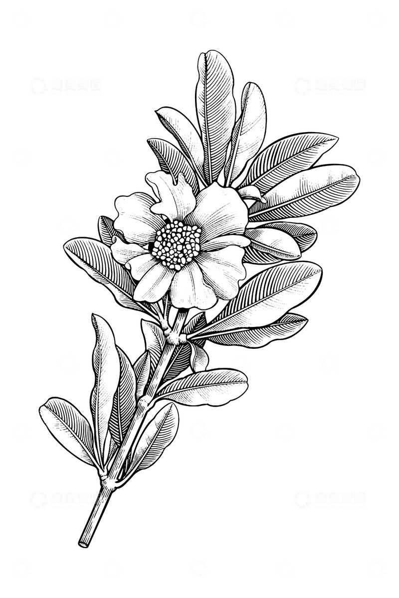 源文件下载【趣麦麦图】-石榴花素描线稿插画花朵树叶版画木刻画