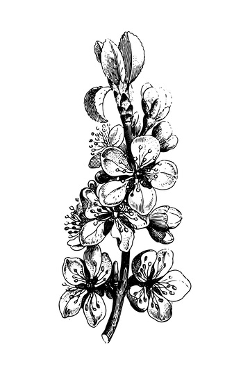 桃花素描线稿插画花朵花苞绿叶钢笔画