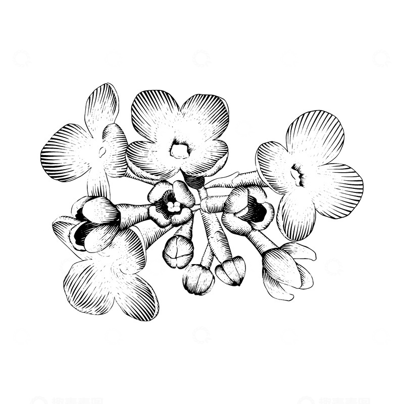 源文件下载【趣麦麦图】-丁香花素描线稿插画花朵花苞花卉版画