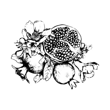 石榴素描线稿插画水果果实木刻画版画