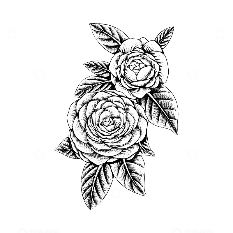 源文件下载【趣麦麦图】-山茶花素描线稿插画花朵花苞版画木刻画