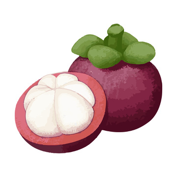 山竹彩绘插画水果果实卡通免扣素材