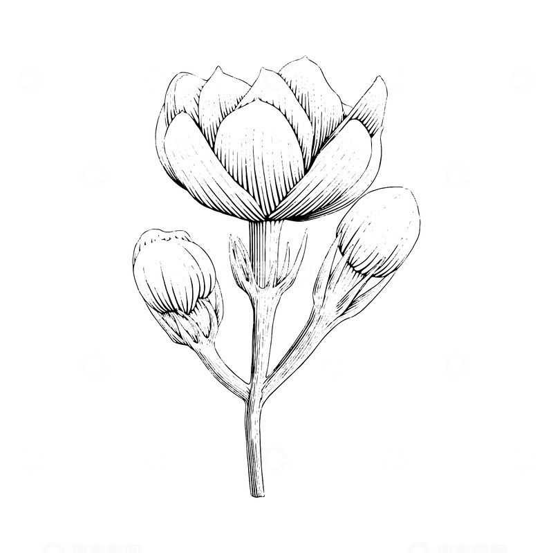 源文件下载【趣麦麦图】-茉莉花素描线稿插画花朵花苞版画木刻画