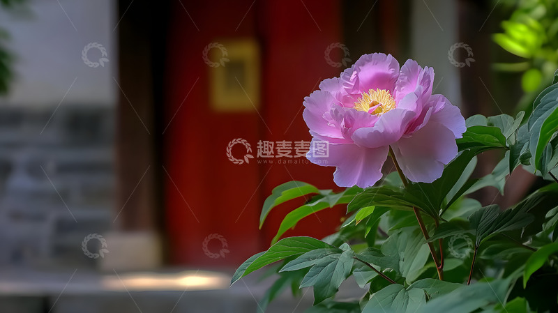 高清大图下载【趣麦麦图】紫粉色牡丹花3