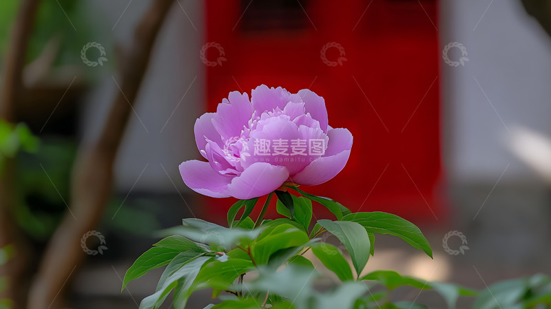 高清大图下载【趣麦麦图】紫粉色牡丹花2