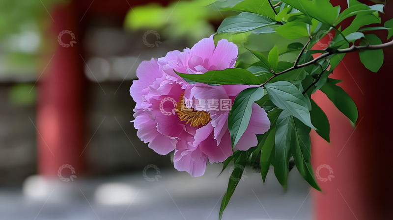 高清大图下载【趣麦麦图】紫粉色牡丹花4