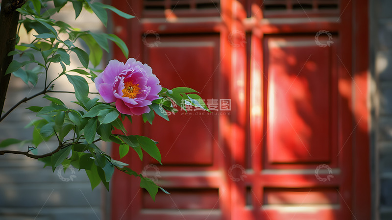 高清大图下载【趣麦麦图】紫粉色牡丹花1