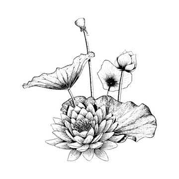 荷叶莲花莲蓬素描线稿插画花朵绿叶植物