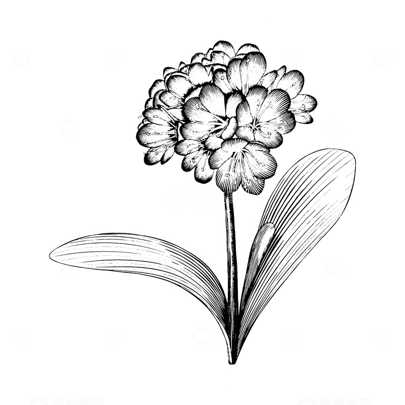 源文件下载【趣麦麦图】-君子兰素描线稿插画花朵绿叶版画木刻画