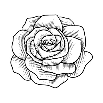 玫瑰花朵素描线稿插画版画木刻画钢笔画