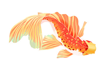 彩绘锦鲤鲤鱼金鱼游鱼鱼类插画