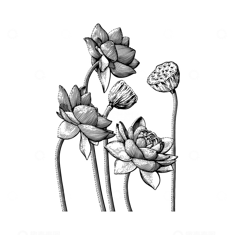 源文件下载【趣麦麦图】荷花莲蓬素描线稿插画花朵花苞版画木刻画