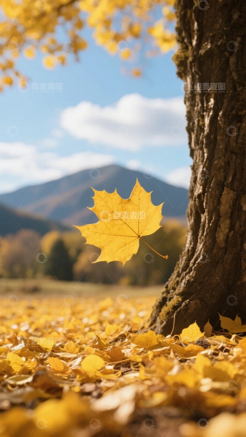 高清大图下载【趣麦麦图】秋天枫叶飘落瞬间1