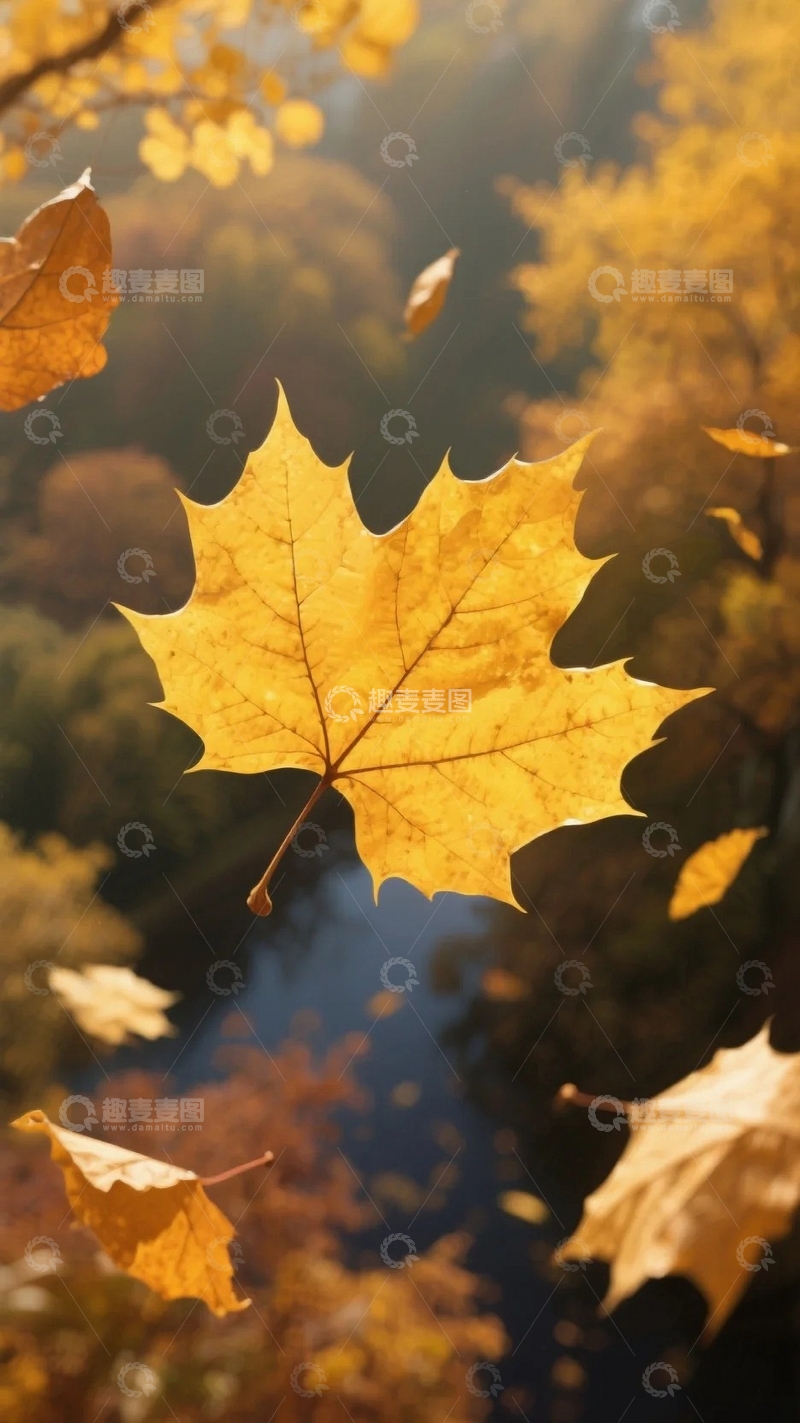 源文件下载【趣麦麦图】秋天枫叶飘落瞬间4