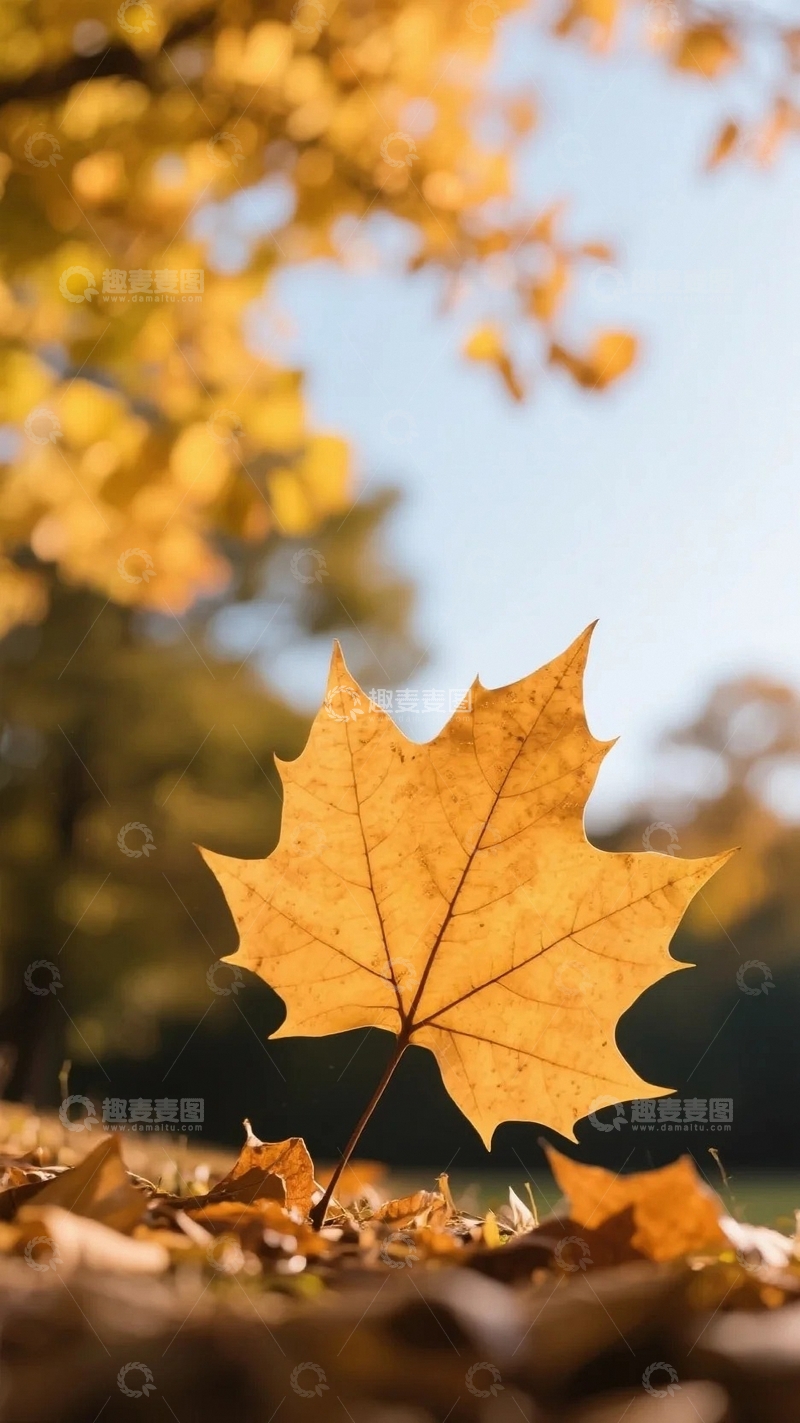 源文件下载【趣麦麦图】秋天枫叶飘落瞬间3