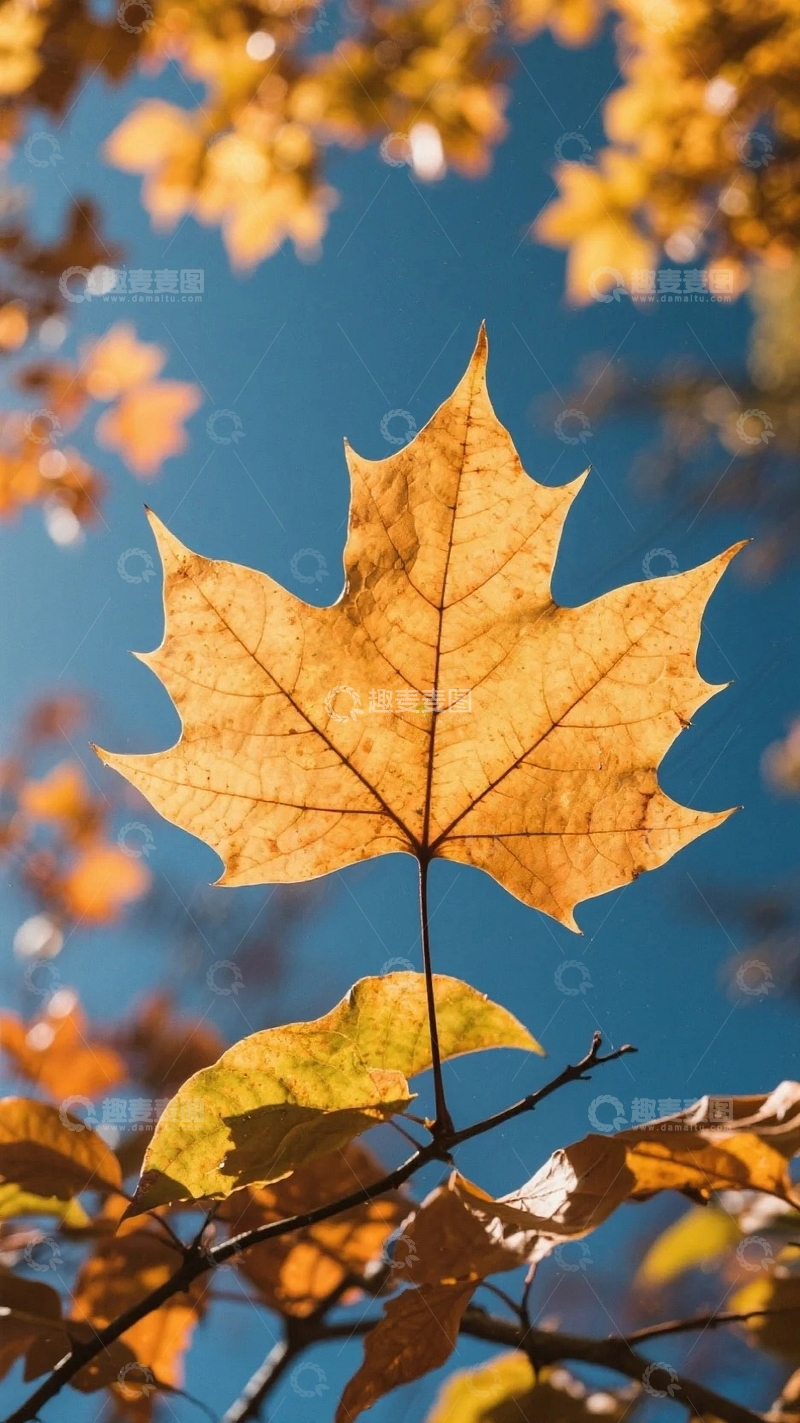 源文件下载【趣麦麦图】秋天枫叶飘落瞬间2