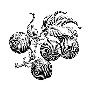 山楂素描线稿插画水果果实树叶版画