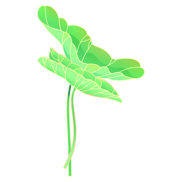 芒种夏至荷叶莲叶叶子植物