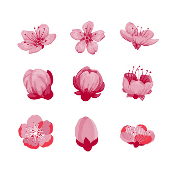 彩绘卡通桃花花朵花卉花苞