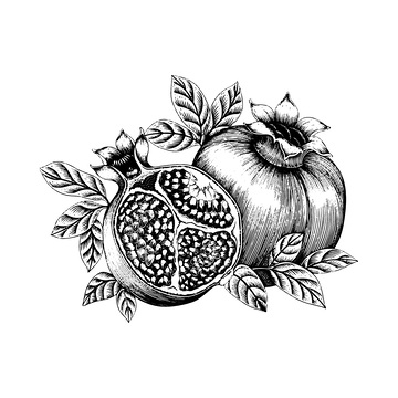 石榴素描线稿插画水果树叶果实木刻画
