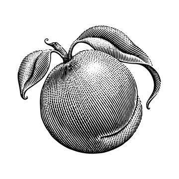 桃子素描线稿插画水果果实树叶版画