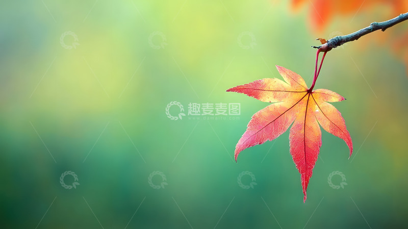 高清大图下载【趣麦麦图】秋天的淡雅枫叶