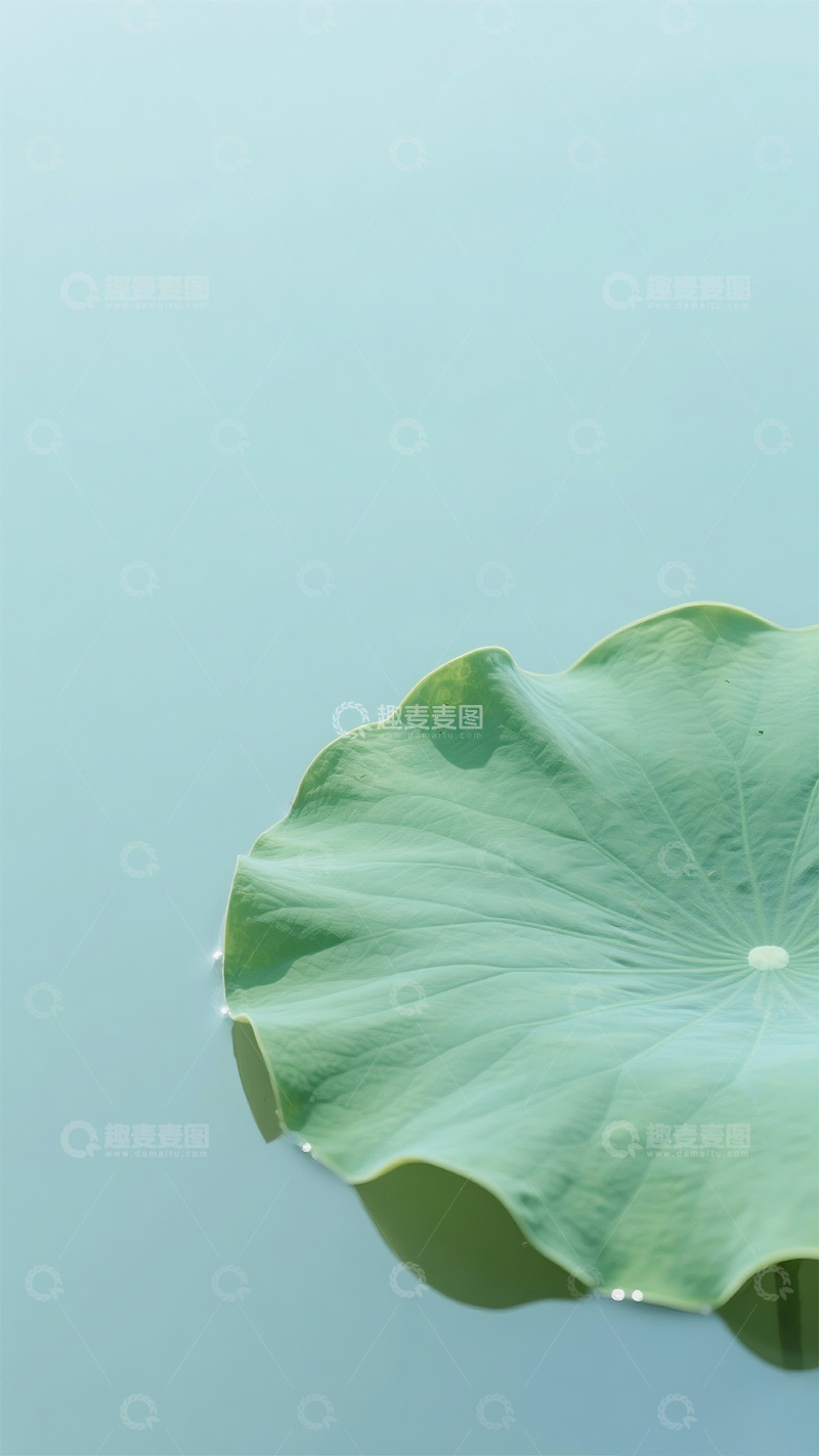 高清大图下载【趣麦麦图】壁纸荷叶背景图