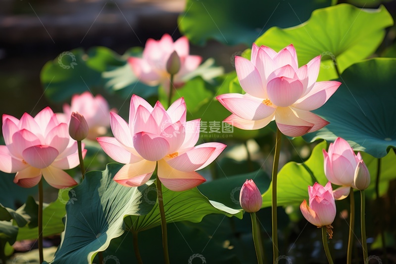 高清大图下载【趣麦麦图】荷花荷叶池塘自然美景